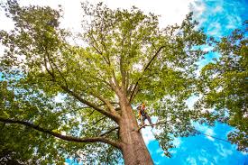 Best Tree Trimming and Pruning  in Rosemont, IL