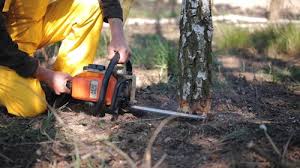 Best Hazardous Tree Removal  in Rosemont, IL