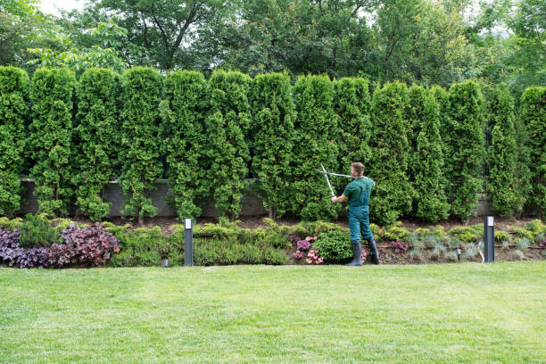 Best Mulching Services  in Rosemont, IL