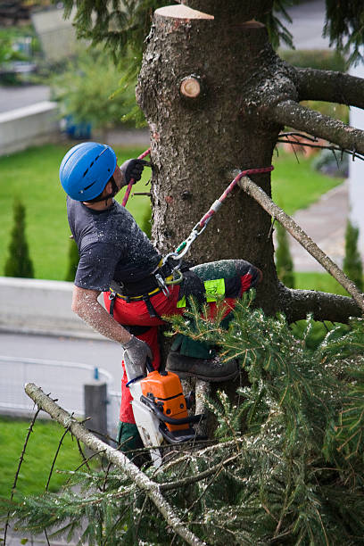 Lawn Drainage Solutions in Rosemont, IL