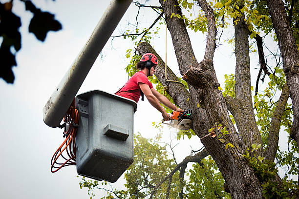 Professional  Tree Services in Rosemont, IL